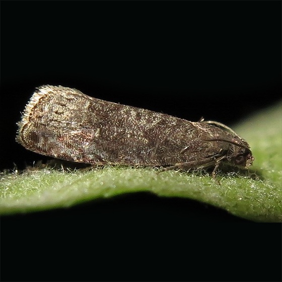 Grapholita (=Cydia) funebrana (acima de 50 uni.)